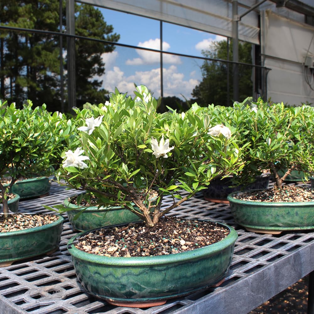 Brussel's Live Gardenia Outdoor Bonsai Tree - 6 Years Old; 10" to 14" Tall with Decorative Container