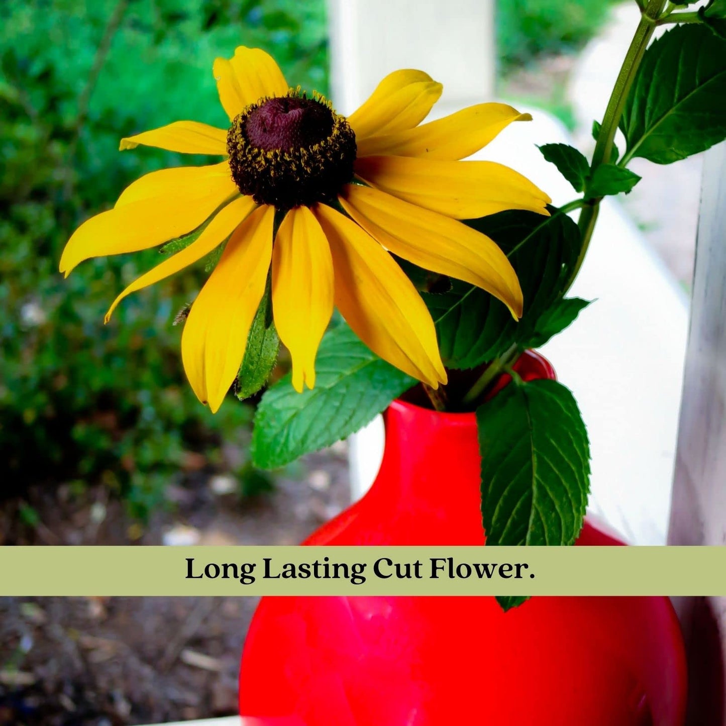 Clovers Garden Black Eyed Susan (Rudeckia) Plants – Two (2) Live Plants – Non-GMO - Not Seeds - Each 4" to 8" Tall – in 4" Inch Pots – Hardy Flowering Perennial, Pollinator Favorite