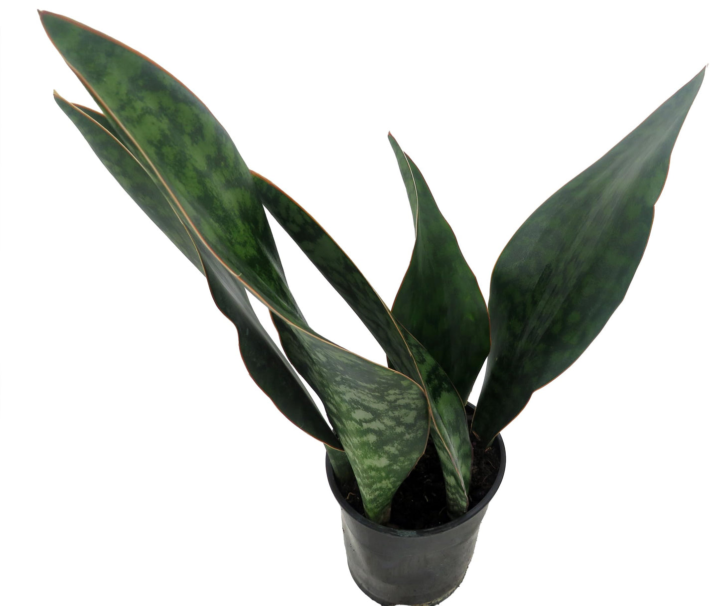 Shark Fin Snake Plant - Whale Fin - Sanseveria masoniana - 5" Pot - Collector's