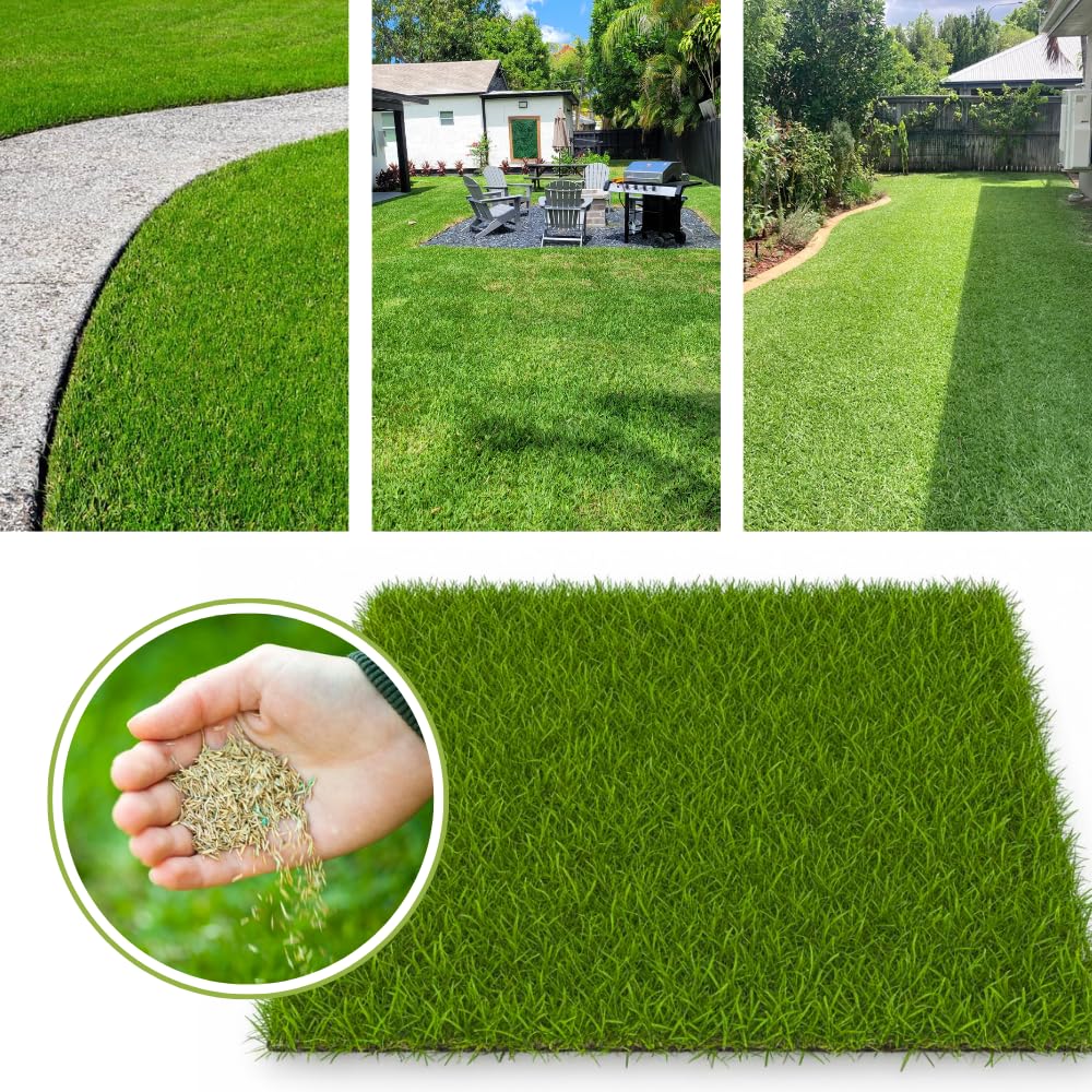 10000 Zoysia Grass Seeds Zoysia Japonic Seeds Lawngrass Seeds, Grow Outdoor in Backyard or Home Garden