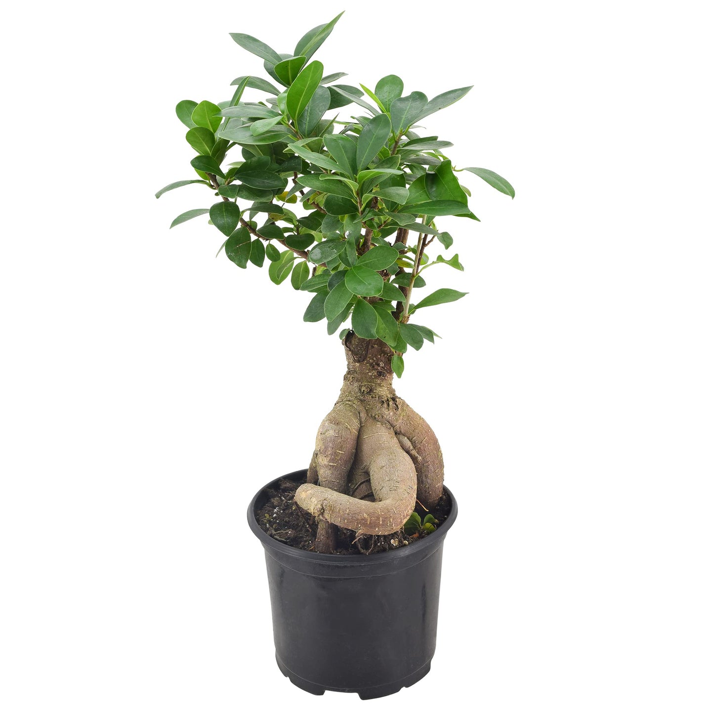Arcadia Garden Products LV62 Ginseng Ficus Live Indoor Bonsai Plant in 6 in. Plastic Grower Pot, 6 Inch, Green *Sold By Amazon and Arcadia Garden Products*