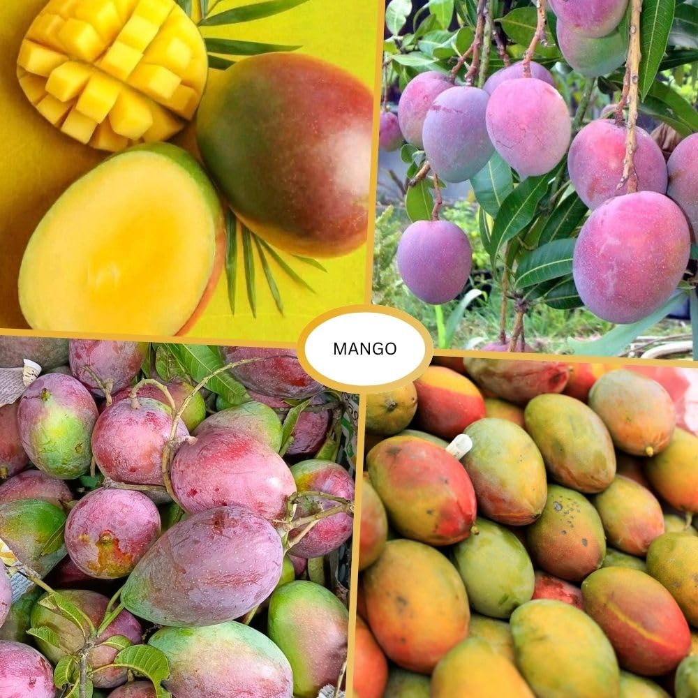 Tommy Atkins Mango Tree 2-3 Gal Pot, Grafted Mango Plant for Backyard Garden Patio, Live Tropical Fruit Tree