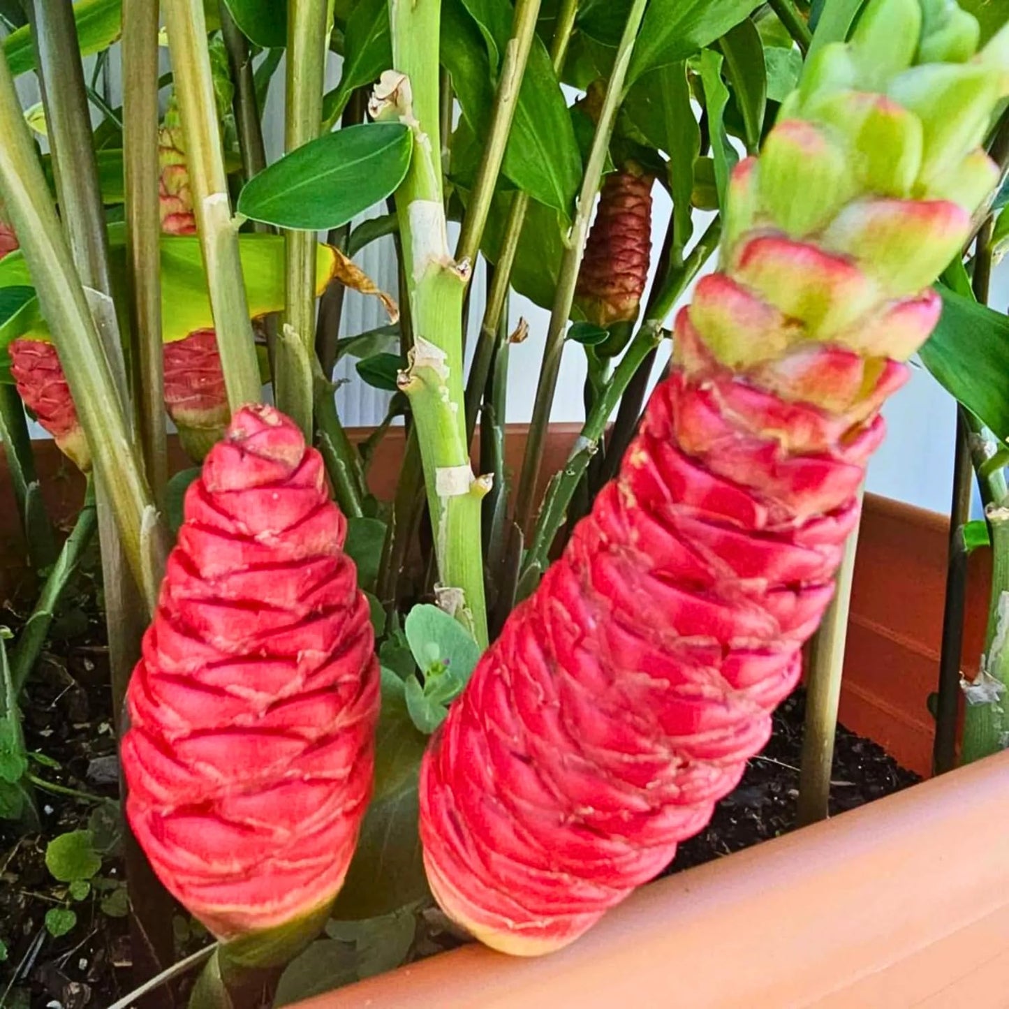 3 Shampoo Ginger Rhizomes for Planting, Live Awapuhi Shampoo Ginger Roots to Grow, Zingiber Zerumbet Fresh Ginger Plant Live
