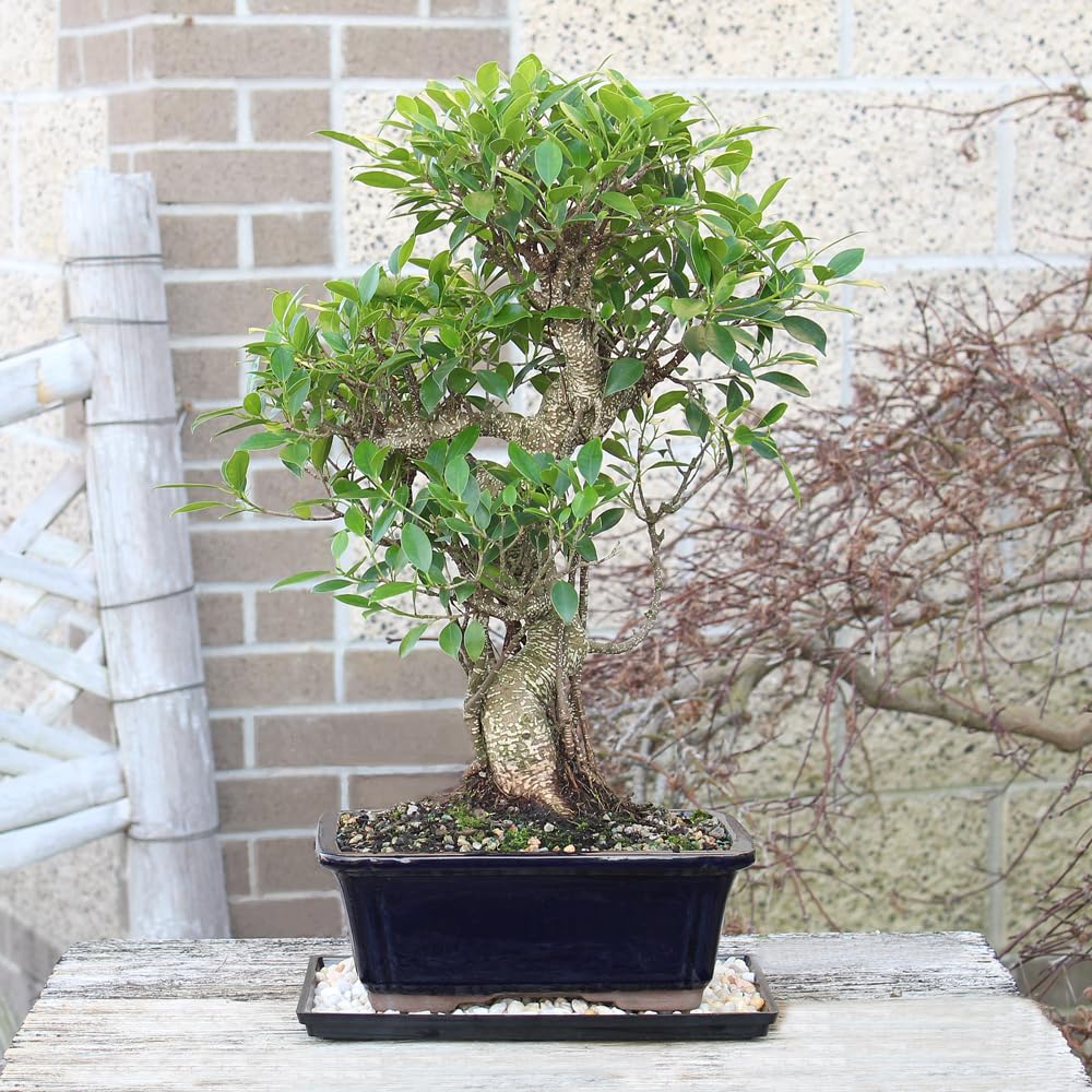 Brussel's Bonsai - Live Golden Gate Ficus Bonsai Tree with Ceramic Bonsai Pot & Humidity Tray, Indoor Bonsai Plant, 4 Years Old, 5-8 Inches Tall, Easy Care Houseplant for Home or Office (Small, Green)