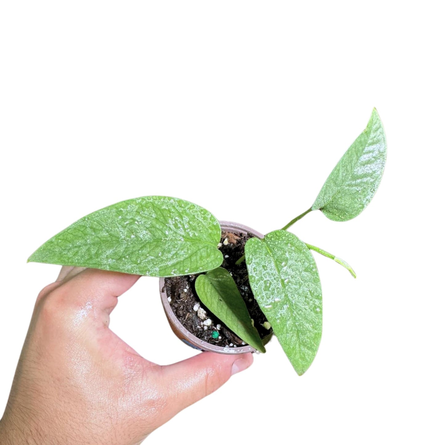 PLANTVERS Cebu Blue Pothos Live Plant – Epipremnum Pinnatum – Cebu Blue Live Vining Plant – Low Light Indoor Houseplant – Easy Tropical Climbing Plant – Air Purifying Indoor Plant (2" Nursery Pot)