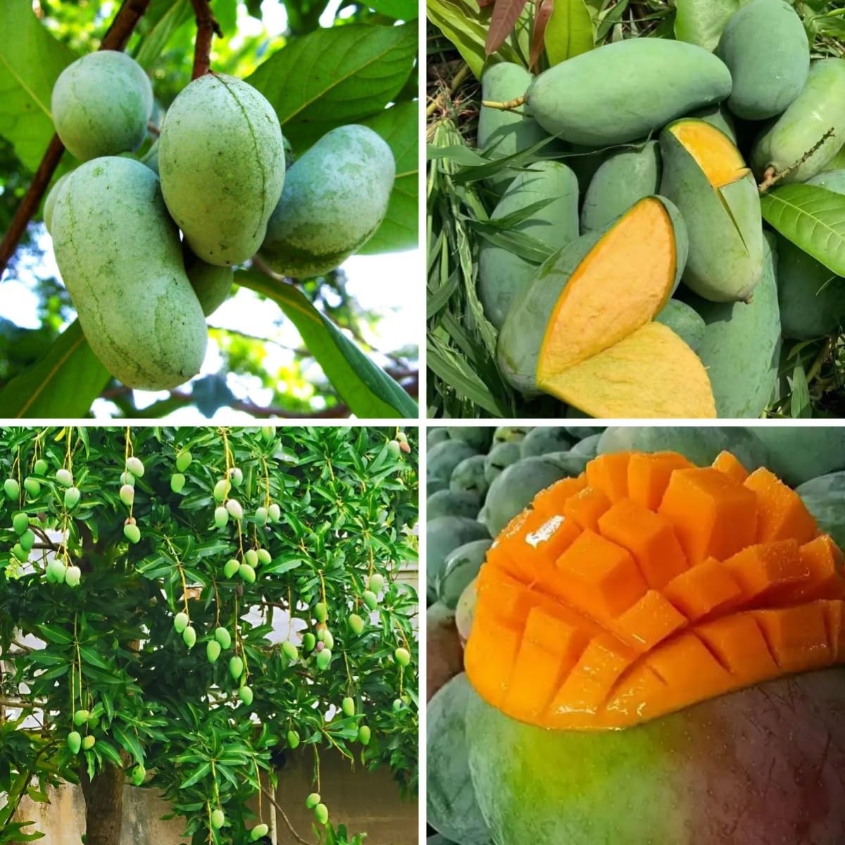 3pcs Mango Tree Seeds for Planting – Fast-Growing Tropical Fruit Seeds – Indoor/Outdoor Garden