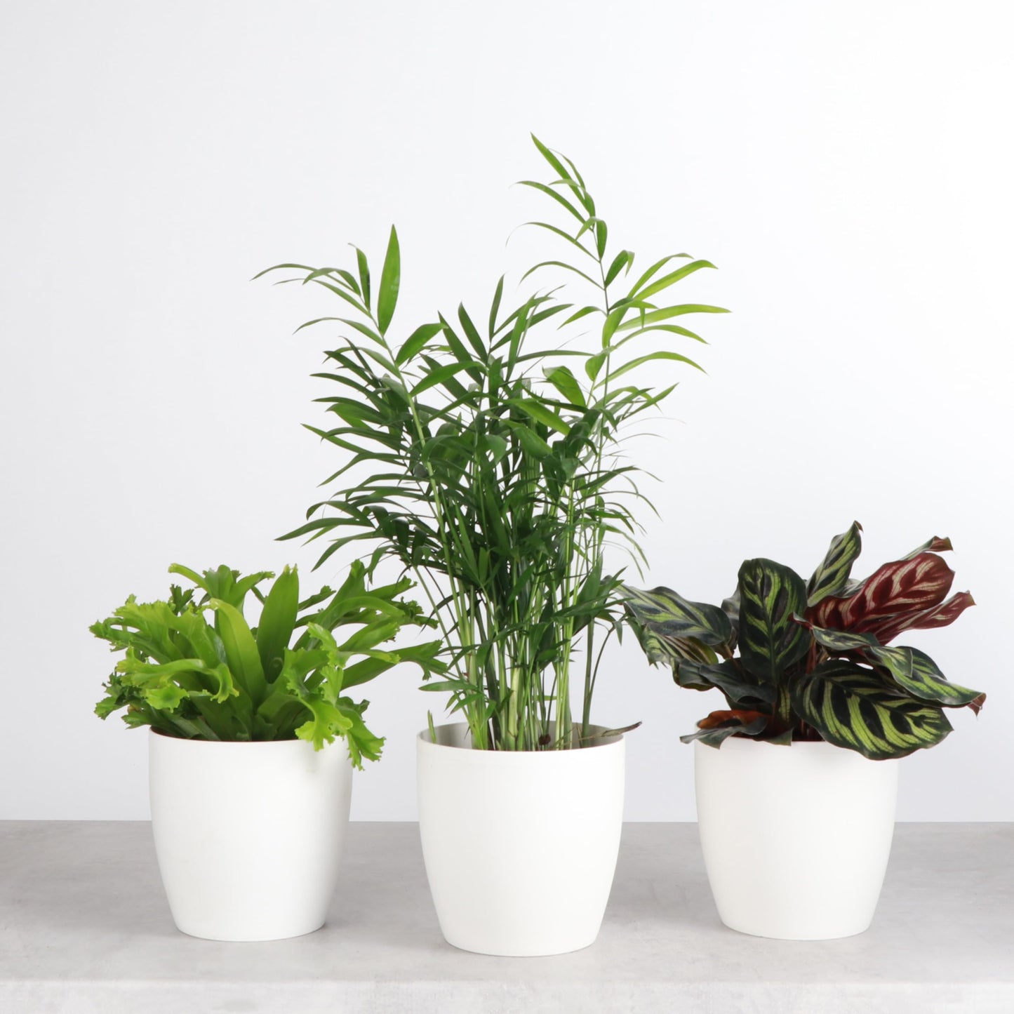 Thorsen's Greenhouse Live Pet Friendly Indoor Houseplants, Live Plants, Safe for Pets, 4" Diameter Pot, 3-Pack (White)