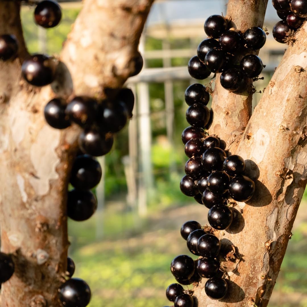 Live Black Jaboticaba Tree Plant, Brazilian Jabuticaba Fruit Tree, 1 Feet Tall, Ready for Planting