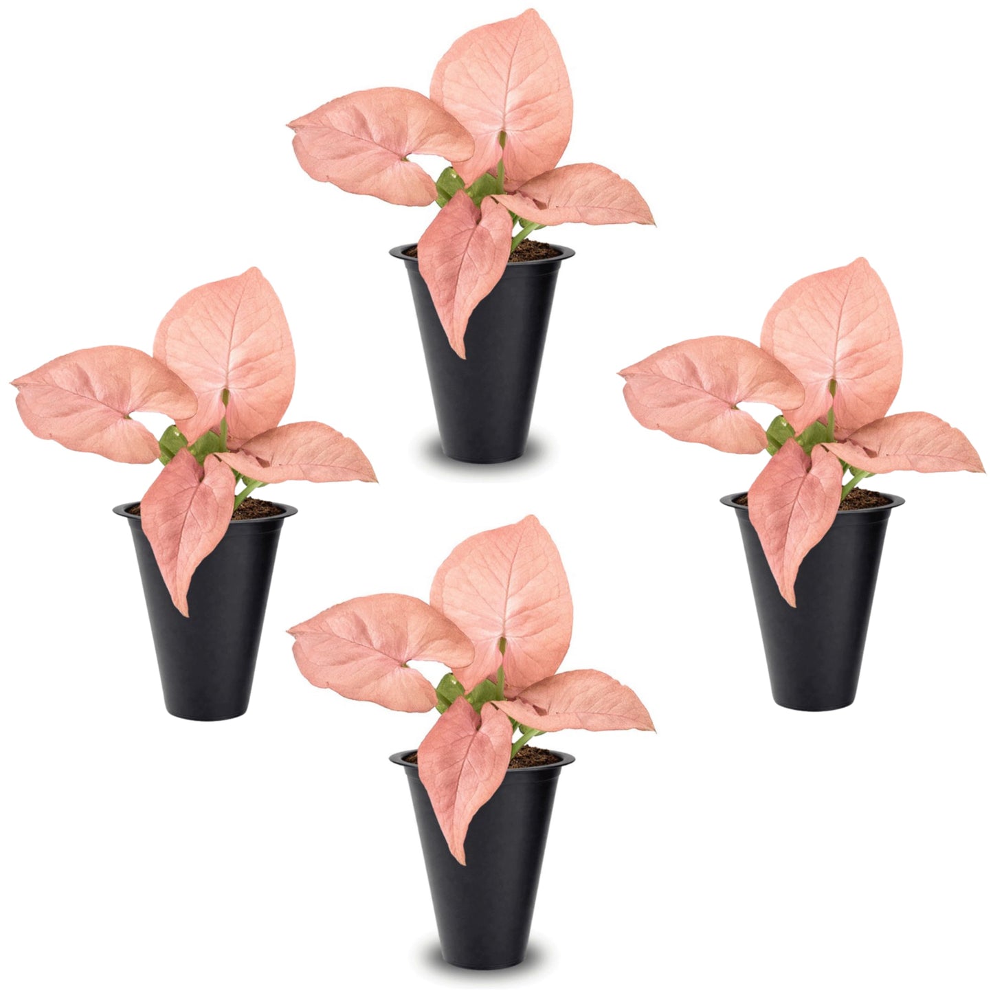 Syngonium Neon Robusta Plant (4 Pack) Live Starter Plants, Pink Arrowhead Vine Houseplants, Easy Care Indoor Tropical Plants Live, Colorful Foliage Plants