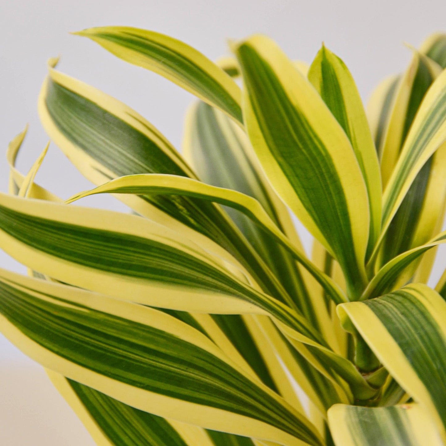 Dracaena 'Song of India' | Live Plant for Indoor & Outdoor | for Living Room, Office, Bathroom | (6" Pot, Black Cylinder)