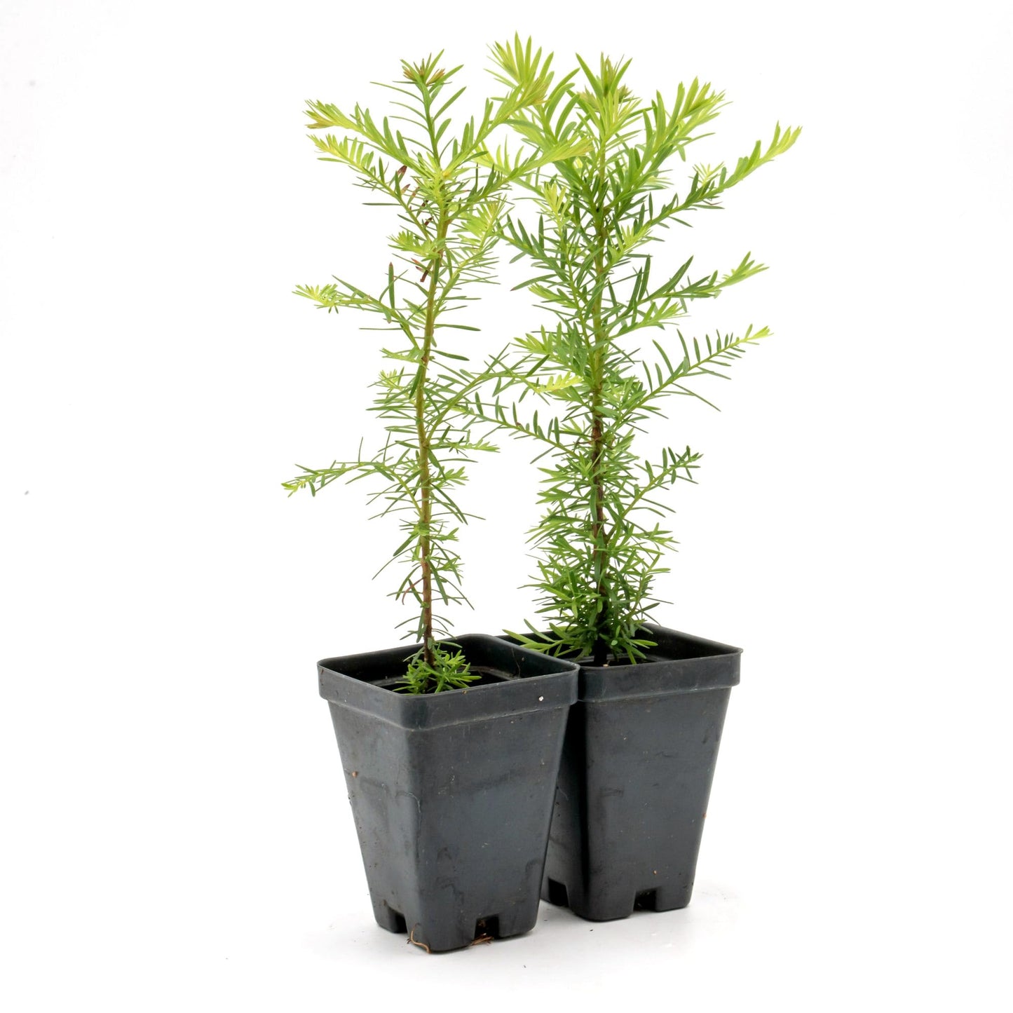 2 Coastal Redwoods (Sequoia sempervirens) – Tall Evergreen Conifer with Soft, Dense Needled Foliage | 2.5” Nursery Cubes, Ready-to-Plant Live Starter Plants