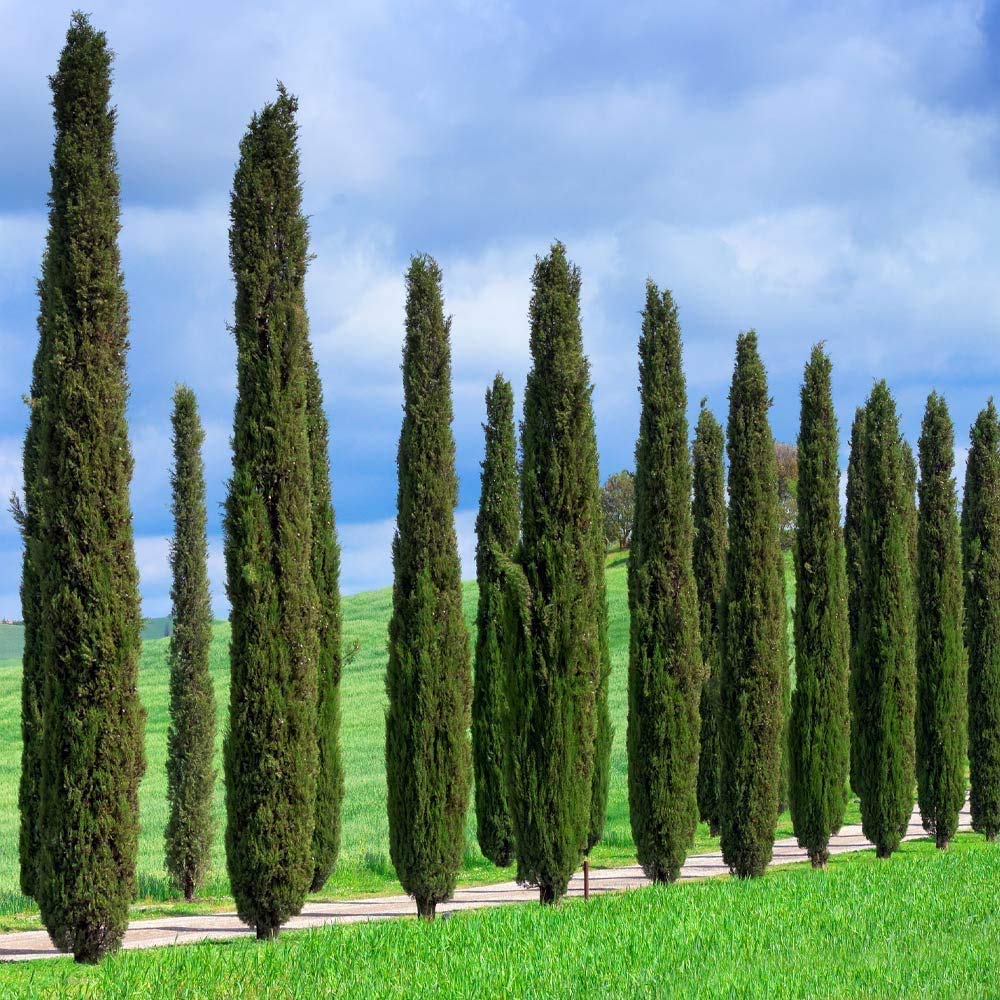 Brighter Blooms - Italian Cypress Tree, 1-2 ft. - No Shipping to AK, AZ, HI