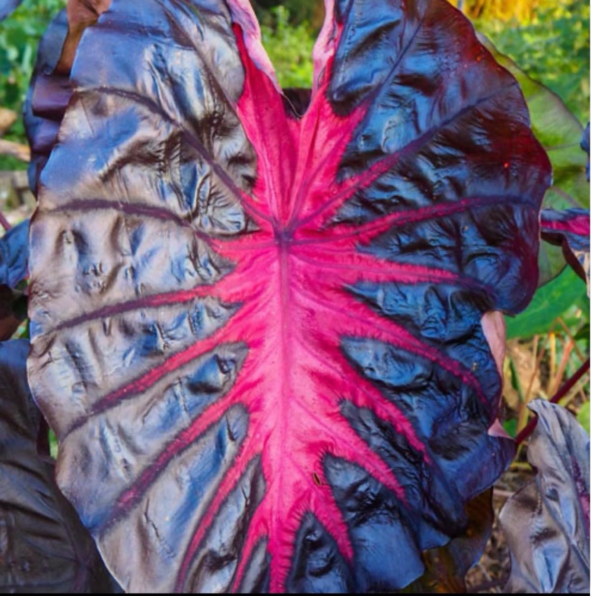 Live Plant - Colocasia esculenta- Elephant Ear - Small Rooted Starter Plant