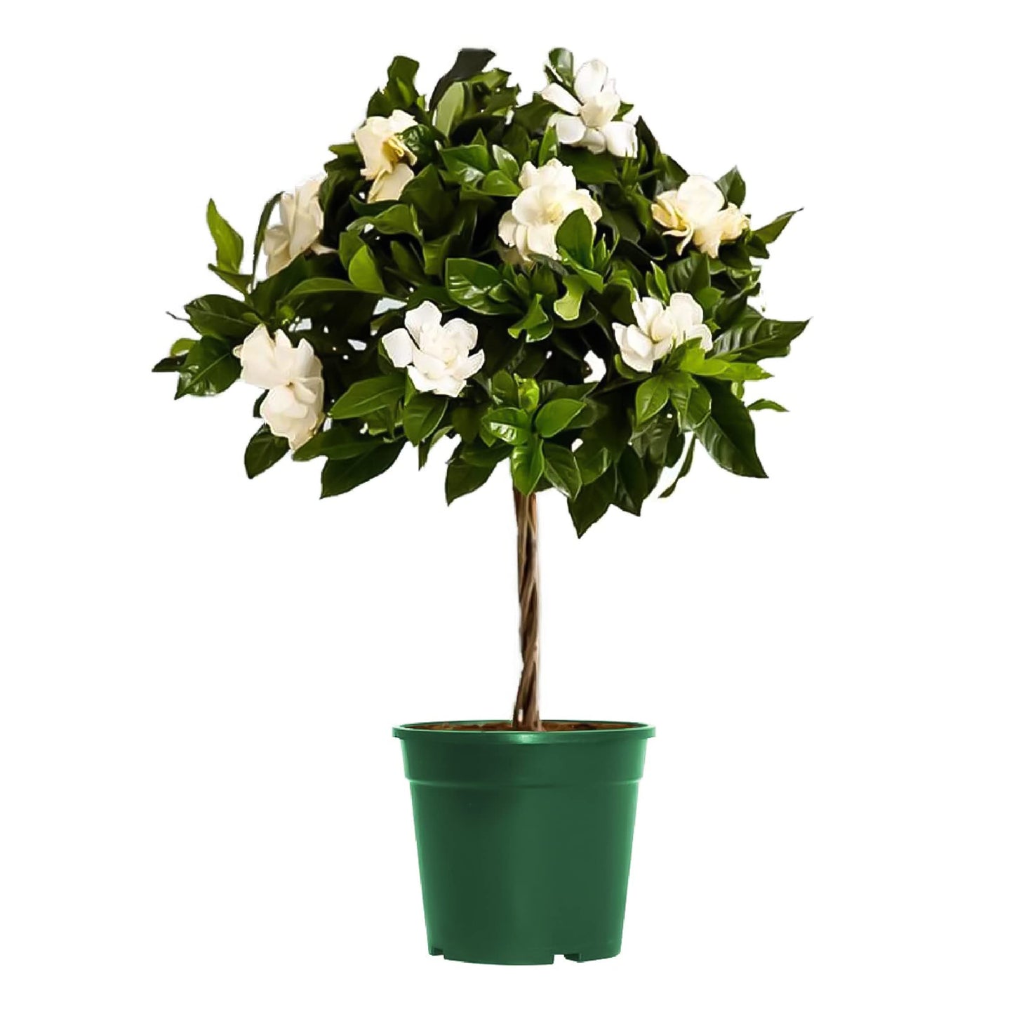 American Plant Exchange Mini Gardenia Vetchii Tree, Live 6-Inch Indoor Flowering Plant, Fragrant Houseplant for Home or Office, for Mother's Day & Year-Round Décor