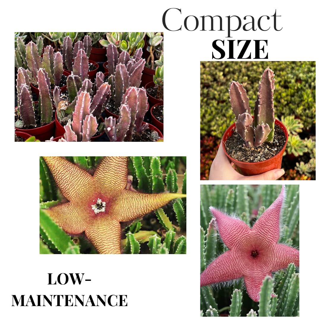 Sets 2 Rare Starfish Cactus Plant Live in 2" Pot, Small Cactus Succulent Well Rooted 4-8 Inch Tall, Ornamental Houseplant for Hanging Basket Trailing