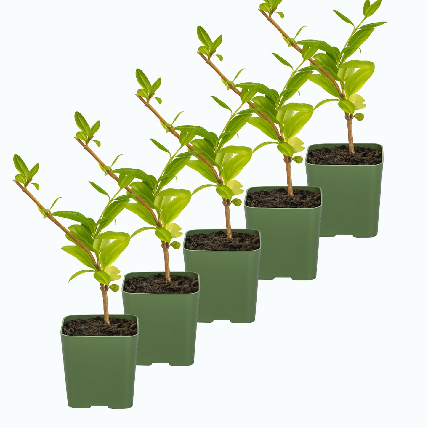 White Fragrant Japanese Honeysuckle Vine, Starter Plant, Climbing Landscape Outdoor Garden Plant 2 inch Pot (5)