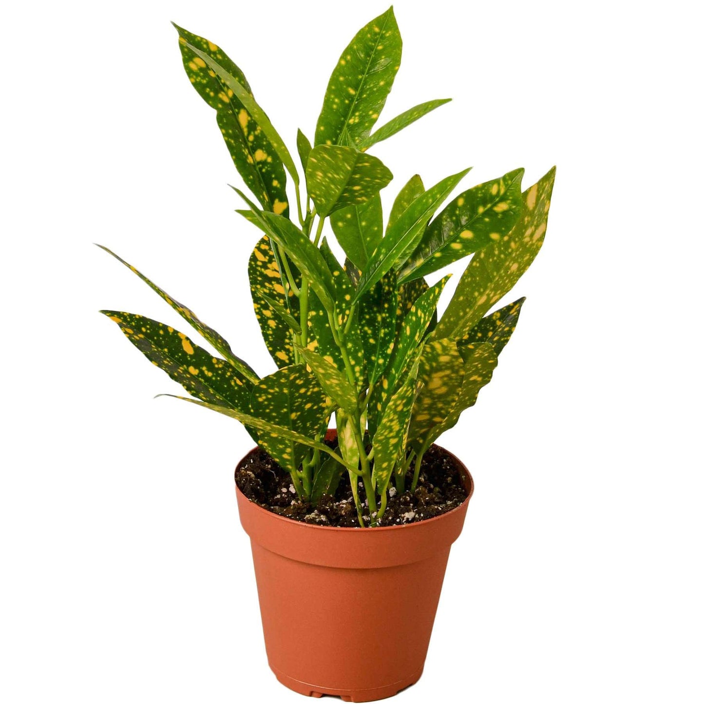 Croton 'Gold Dust' Live Plant for Indoor | Different Houseplants in 4'' & 6'' Pot | Real House Plant for Living Room, Office, Desk & Bathroom | Codiadeum variegatum | Gold Dust