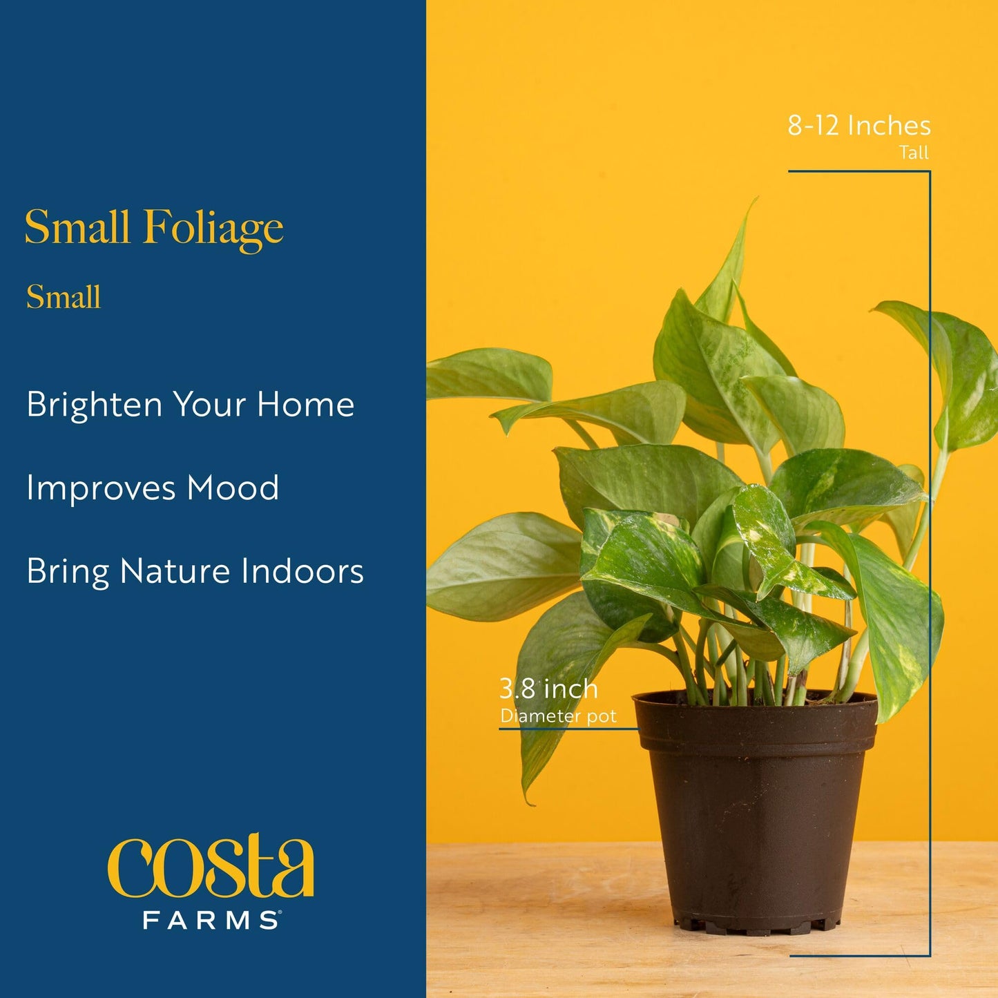 Costa Farms Live Indoor House Plants (3-Pack), Hand Selected Easy to Maintain Indoor Assorted Houseplants in Plant Pots, Curated Air Purifying Mix, Low Light, Home Office Decor Plant Gift