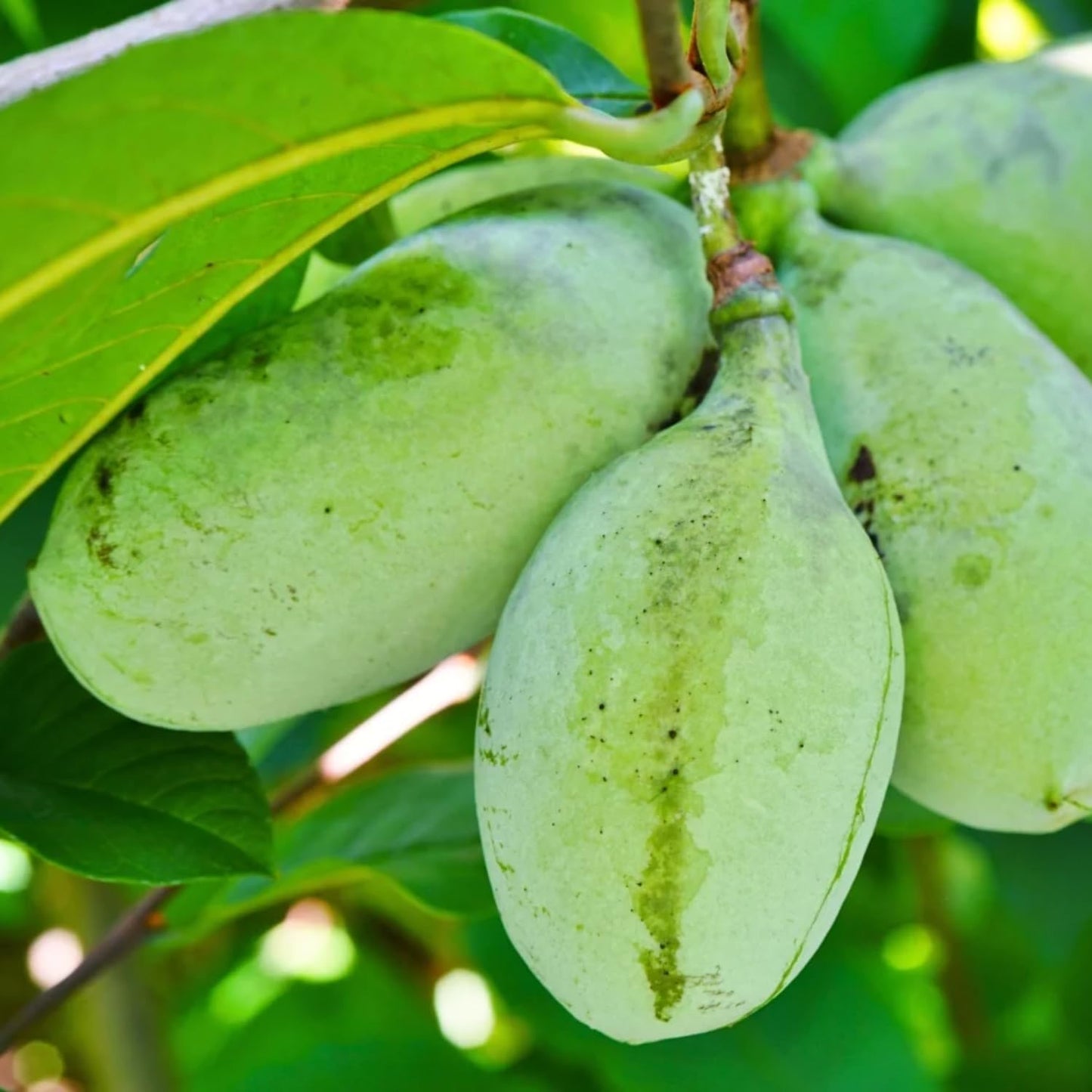 2 Pots Pawpaw Trees Live Plants, 7-13 Inches Height, in Quart Pots, Cold Hardy Paw Paw Fruit Trees for Planting