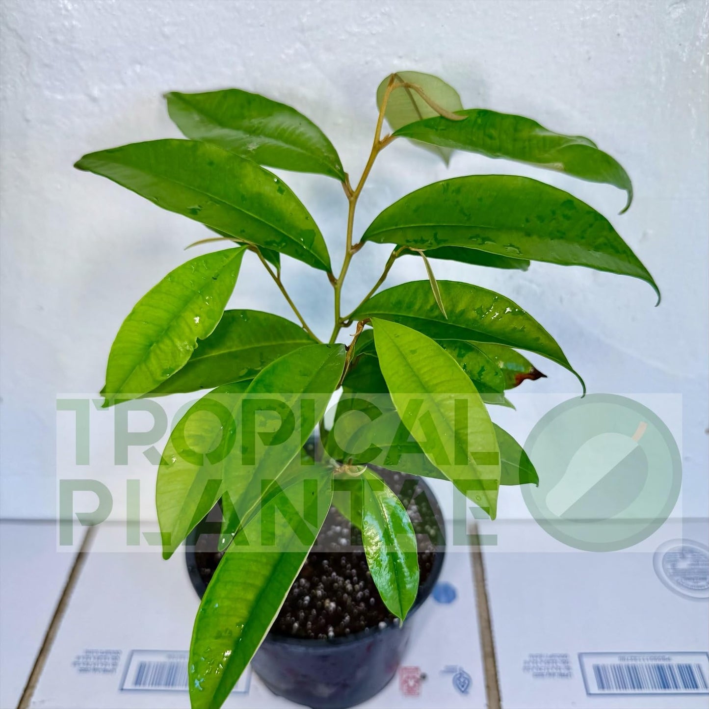 Caimito Tree (Chrysophyllum cainito) – Star Apple Live Tropical Fruit Plant 1–2 ft Tall TROPICALPLANTAE
