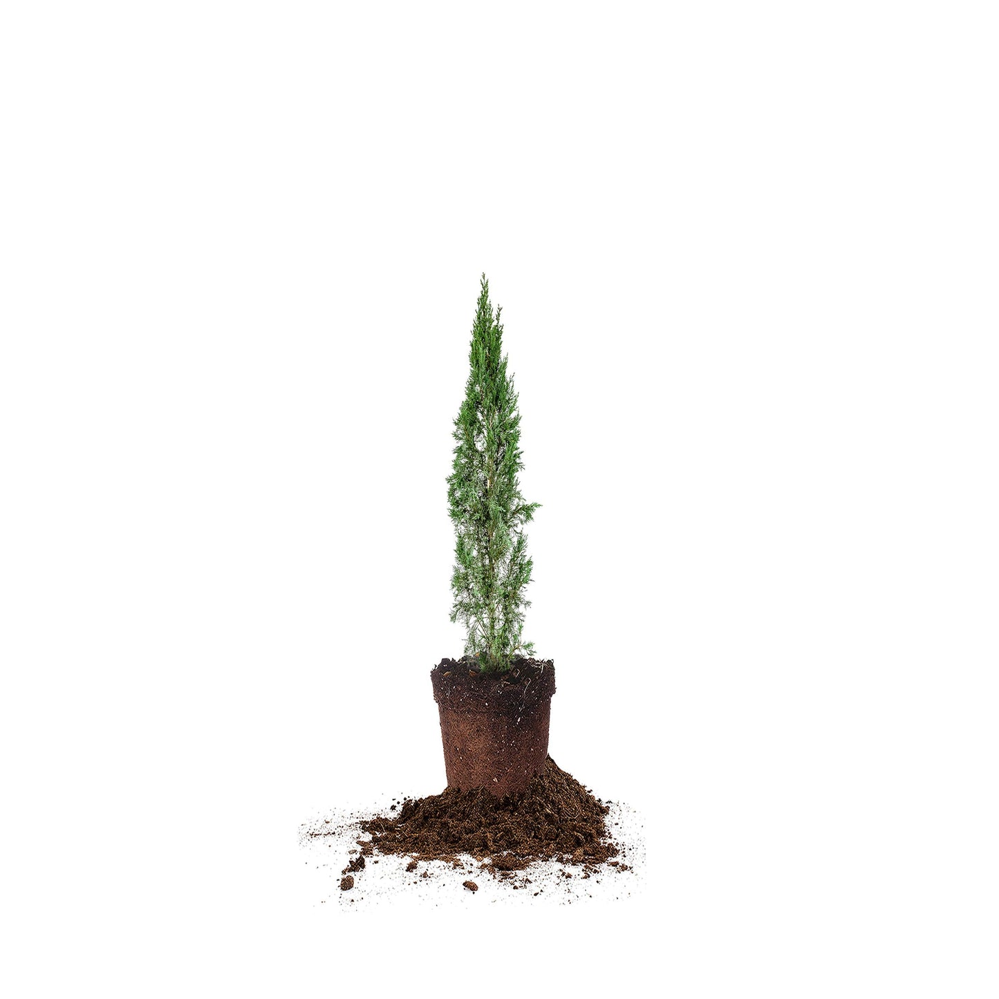Italian Cypress 1-2'