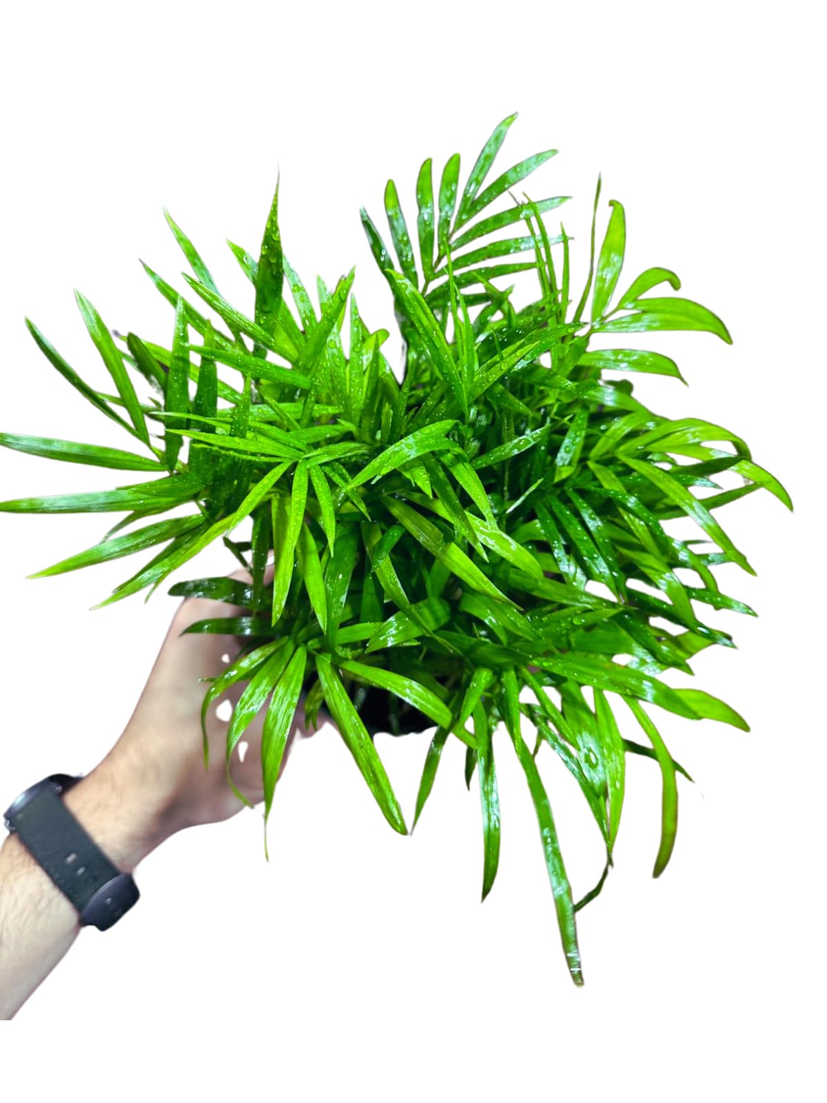 Live Parlor Palm in a 3 inch Nursery Pot - Golden Cane Palm Tree - Air Purifier Plant for Home Decor - Office Gift Indoor Plant