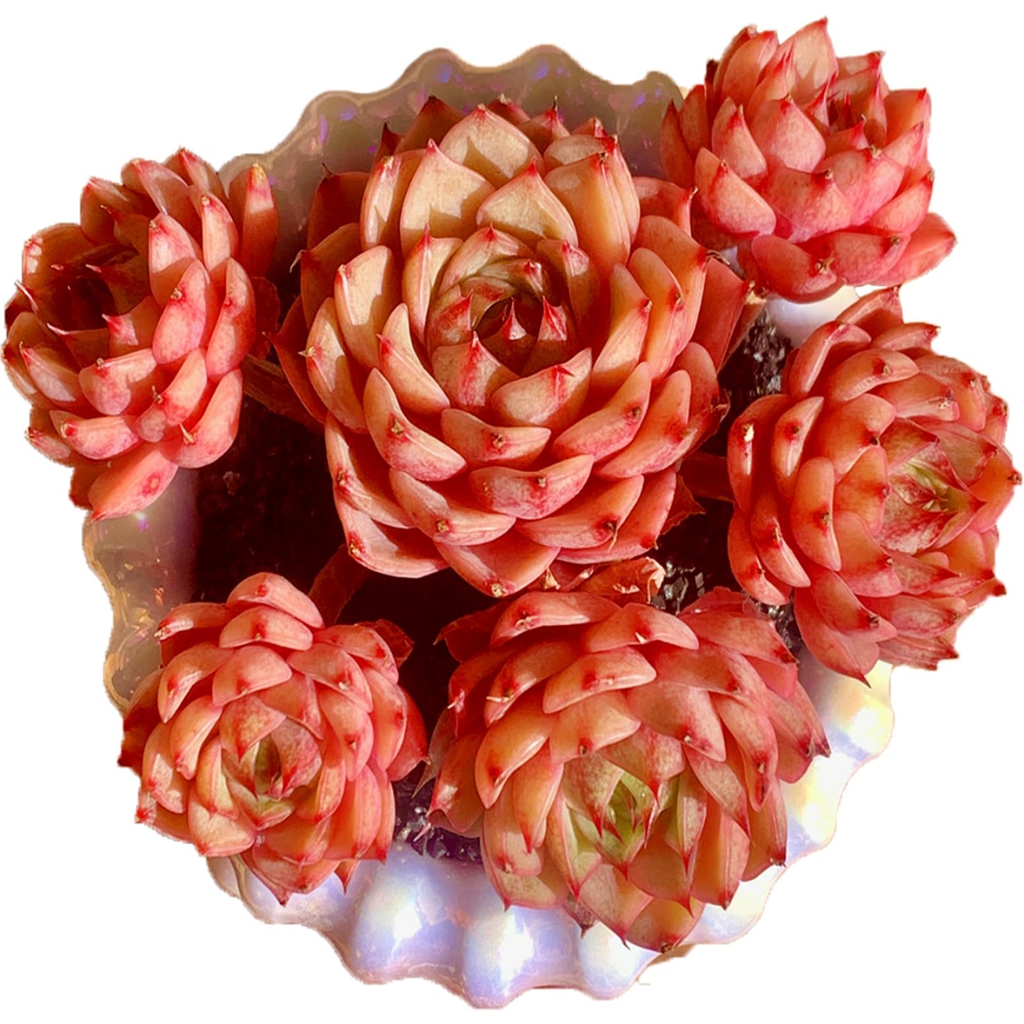 Echeveria Ben Badis Rare Live Succulent Plants, Red 4-5 Heads 3" Live Plant, Package Without Pot & Soil, Garden Indoor Office Desk, Wedding Party Baby Shower Decoration, Friend Plant Lovers Gifts