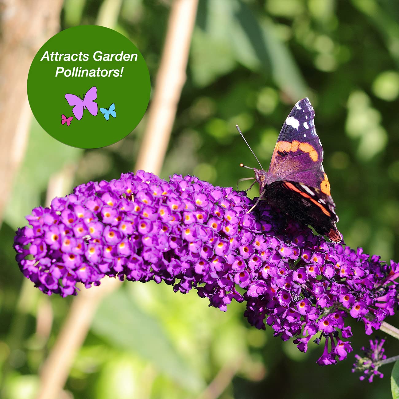 Perfect Plants Nanho Butterfly Shrub 1 Gallon | Live Bush for Outdoor Planting | Attracting Pollinators Like Butterflies, Bees, and Hummingbirds | Gorgeous Purple Flowers in Spring