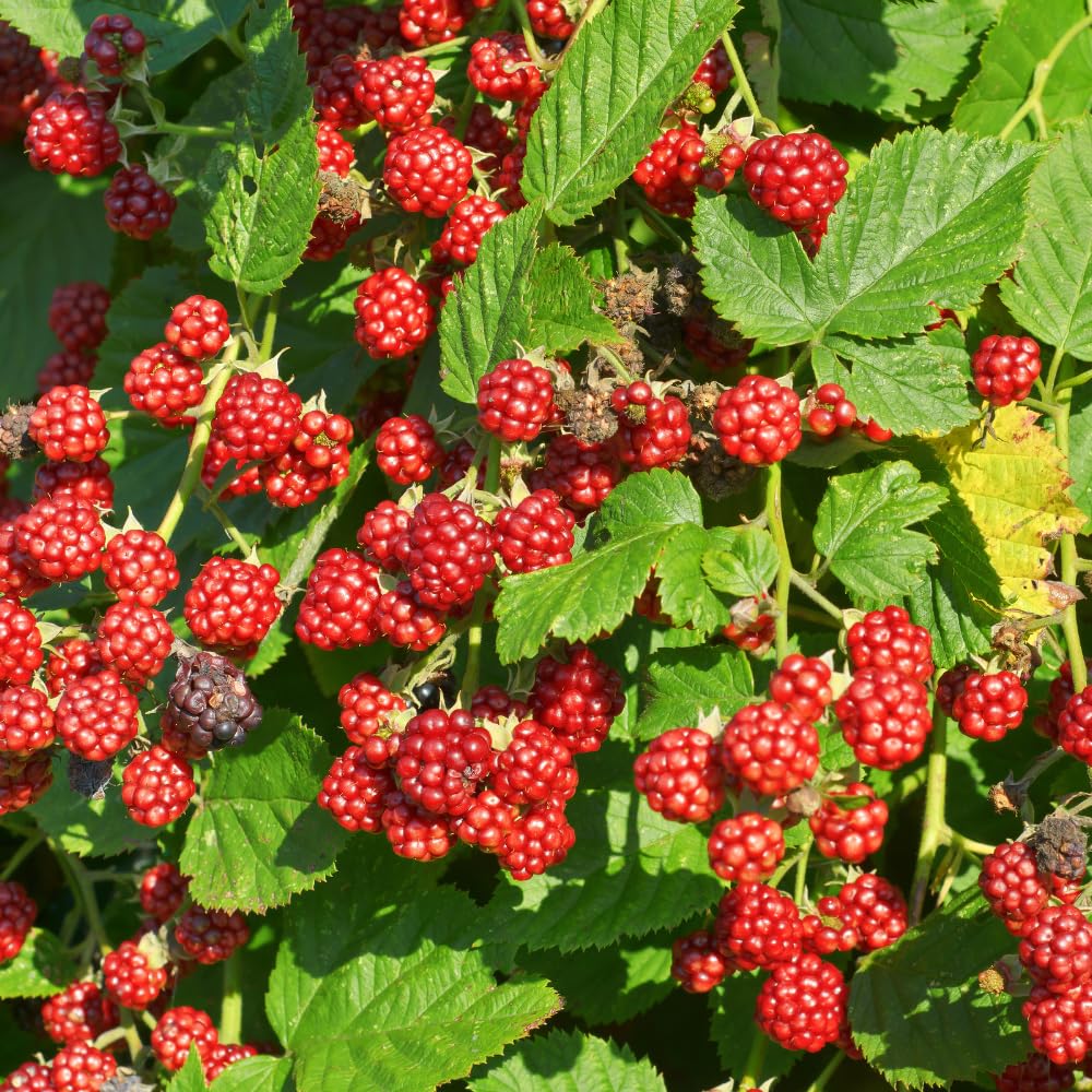 Pack 2 Thornless Boysenberry Plant, Boysenberry Plants Live for Planting, Fruit Tree Seedlings 4-6 Inches Tall, Fast Growing and Sweet Berries for Edible Garden