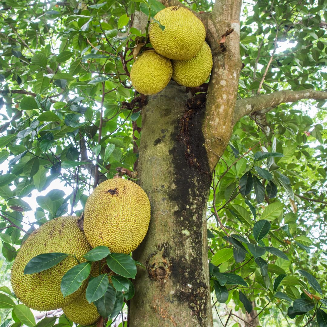 Live Jackfruit Tree Plant, Sweet Jackfruit Tree, Hardy Fruit Seedling, 2-3 Feet Tall for Outdoor Planting