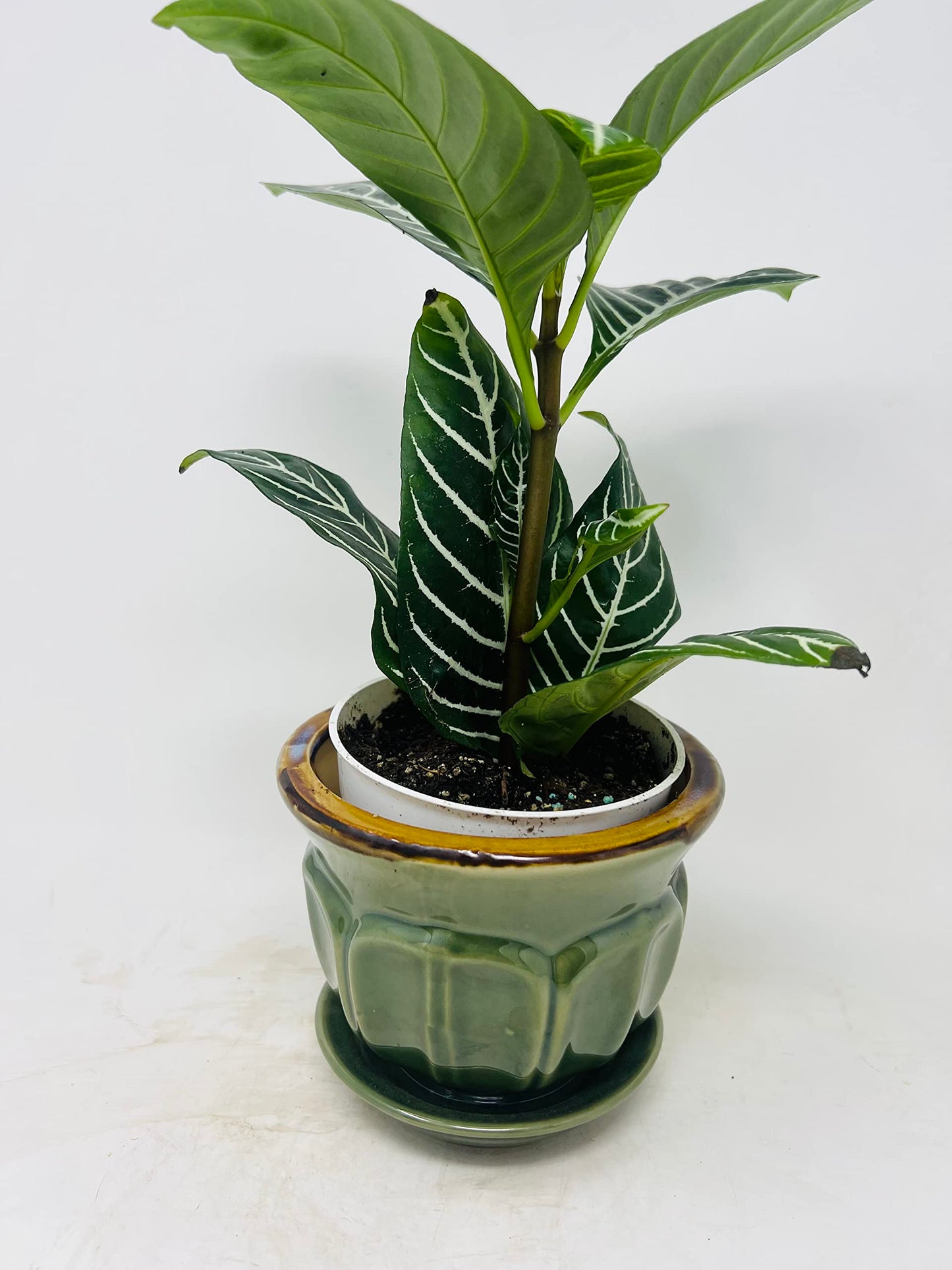 Snow White Zebra Plant - Aphelandra with Ceramic Pot / Saucer JM BAMBOO