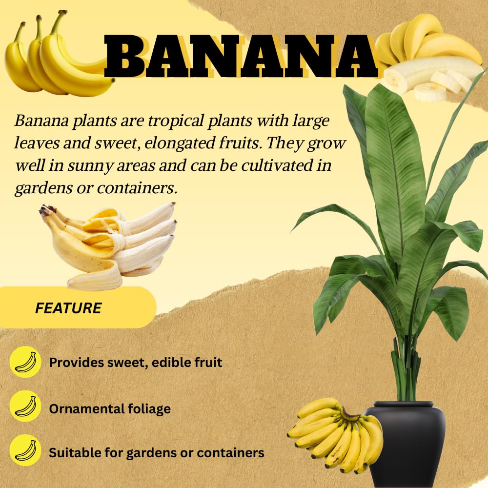 Banana Tree Live Plant, Banana Plant Live, Cold Hardy, Well-Rooted, Sweet Fruit, 4-6 Inches Tall for Outdoor Planting (Grand Nain Banana)