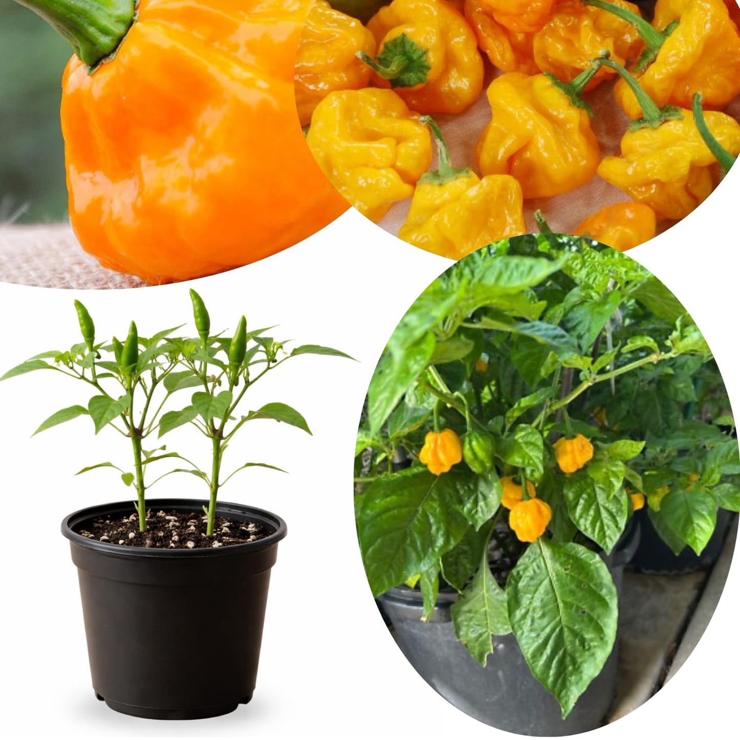 Live Yellow Scotch Bonnet Pepper Plant in 4 Inch Pot, 4–7 Inch Tall Seedling, Jamaican Hot Pepper Plant for Garden or Container Growing