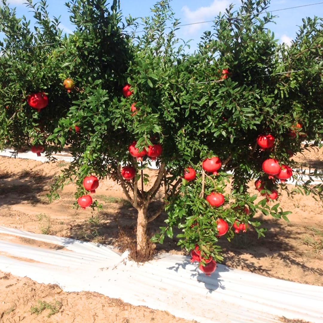 Pomegranate Tree Live Plant, Starter Size 1 Year Old Seedling in 4" Pot, Sweet Pomegranate for Indoor Outdoor Spring Planting