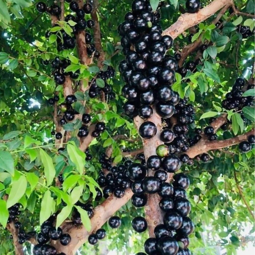 Sweet Black Jaboticaba Tree Live Plant, 2-3 Feet Tall, Jaboticaba Fruit Plants Live in 3 Gallon Pot, Jabuticaba Grapetree for Planting Outdoor Indoor, No Ship to CA