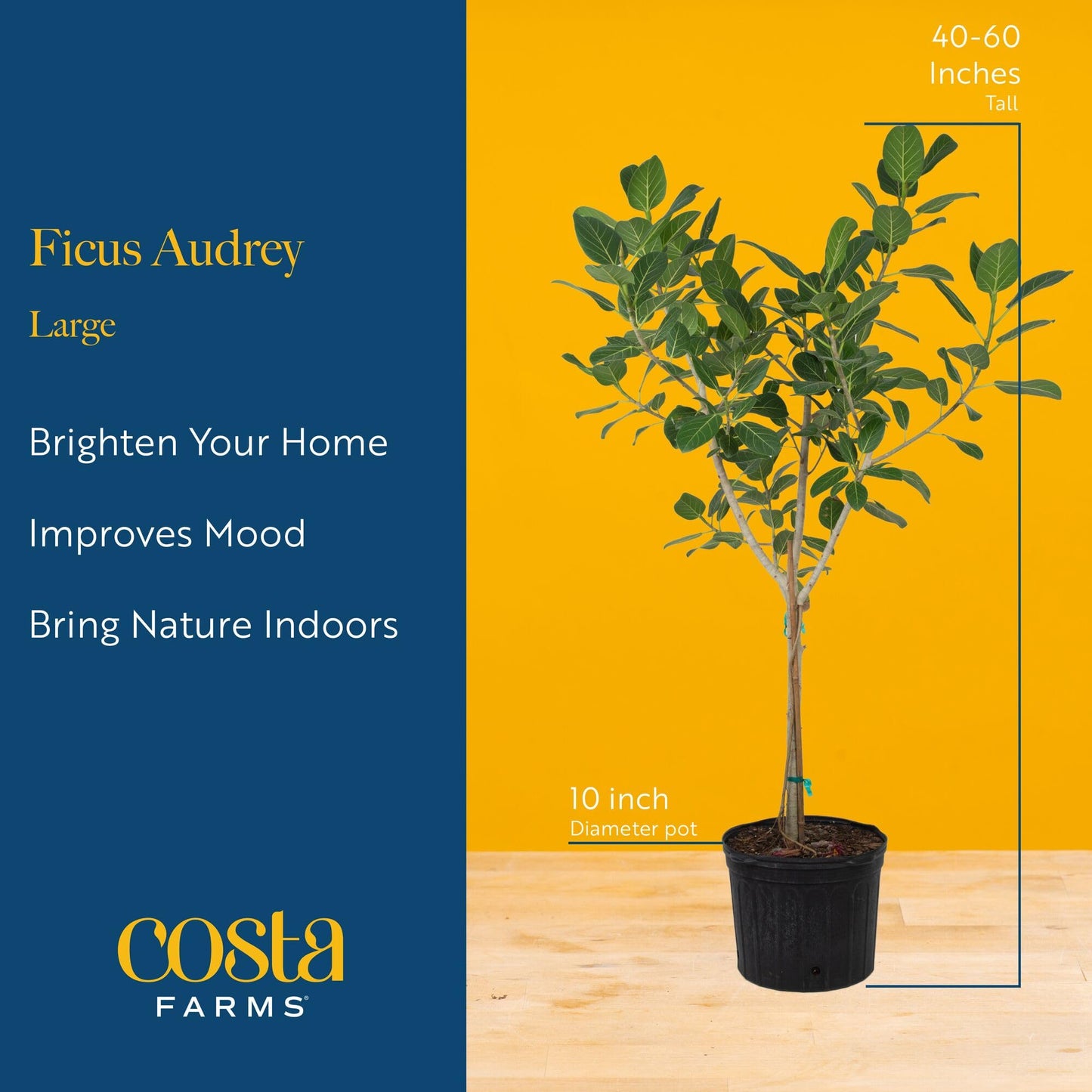Costa Farms Ficus Audrey Tree Live Plant in Decorative Pot, Large Indoor Houseplant, Perfect for Home, Room, or Office Decor, Great House Warming or Birthday Gift, 2-3 Feet Tall