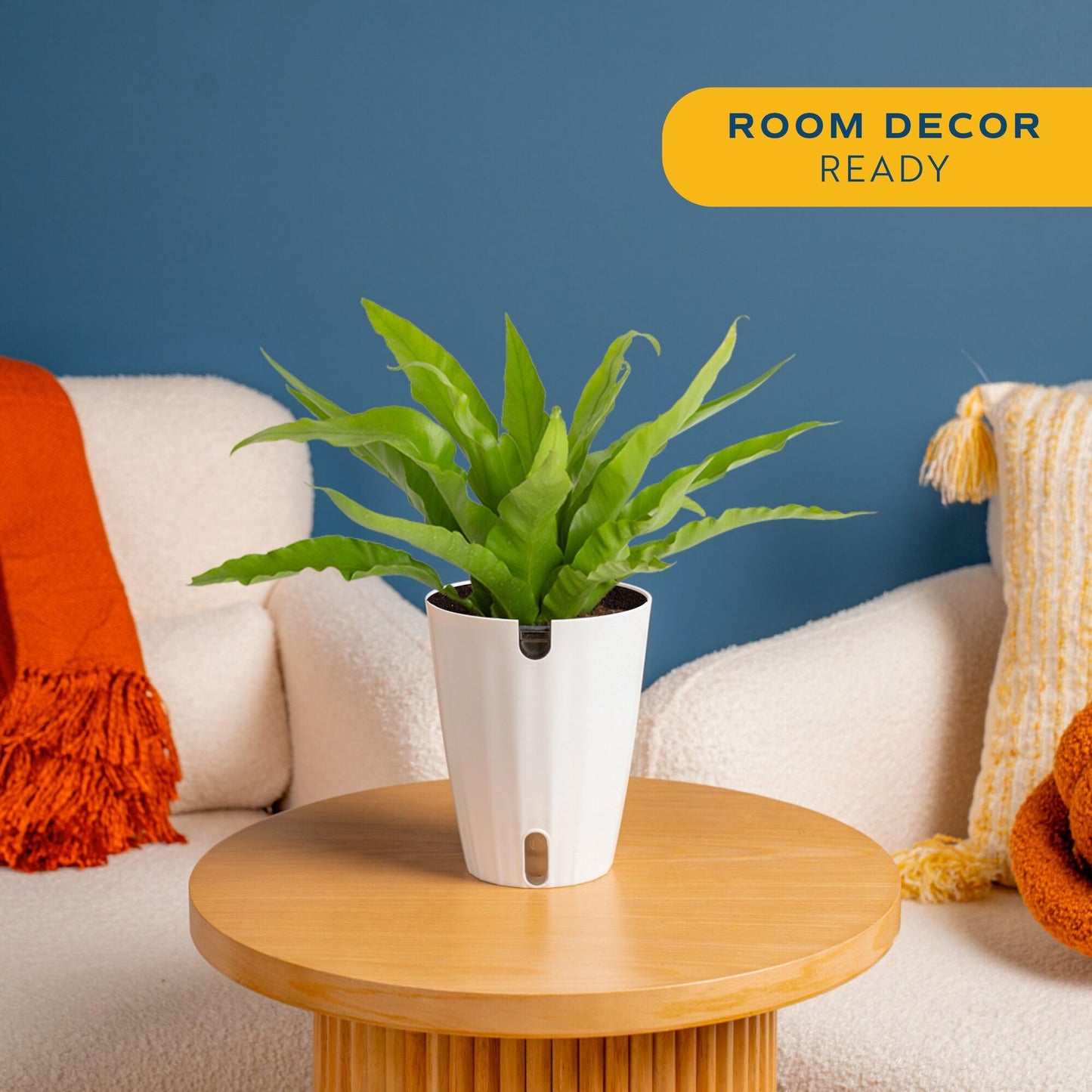 Costa Farms Bird's Nest Fern Live Plant in Plastic Pot, Air Purifying Indoor Houseplant, Perfect for Home, Room, or Office Decor, Great House Warming or Birthday Gift, 12-18 Inches Tall