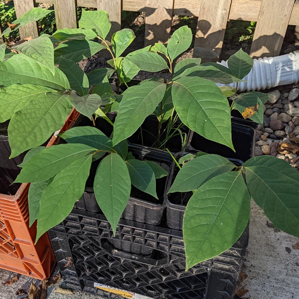 Pawpaw Tree Live Plant, Paw Paw Trees Plants Live in Quart Pot, Asimina Triloba Trees for Planting, 6-12" Tall Live Plants