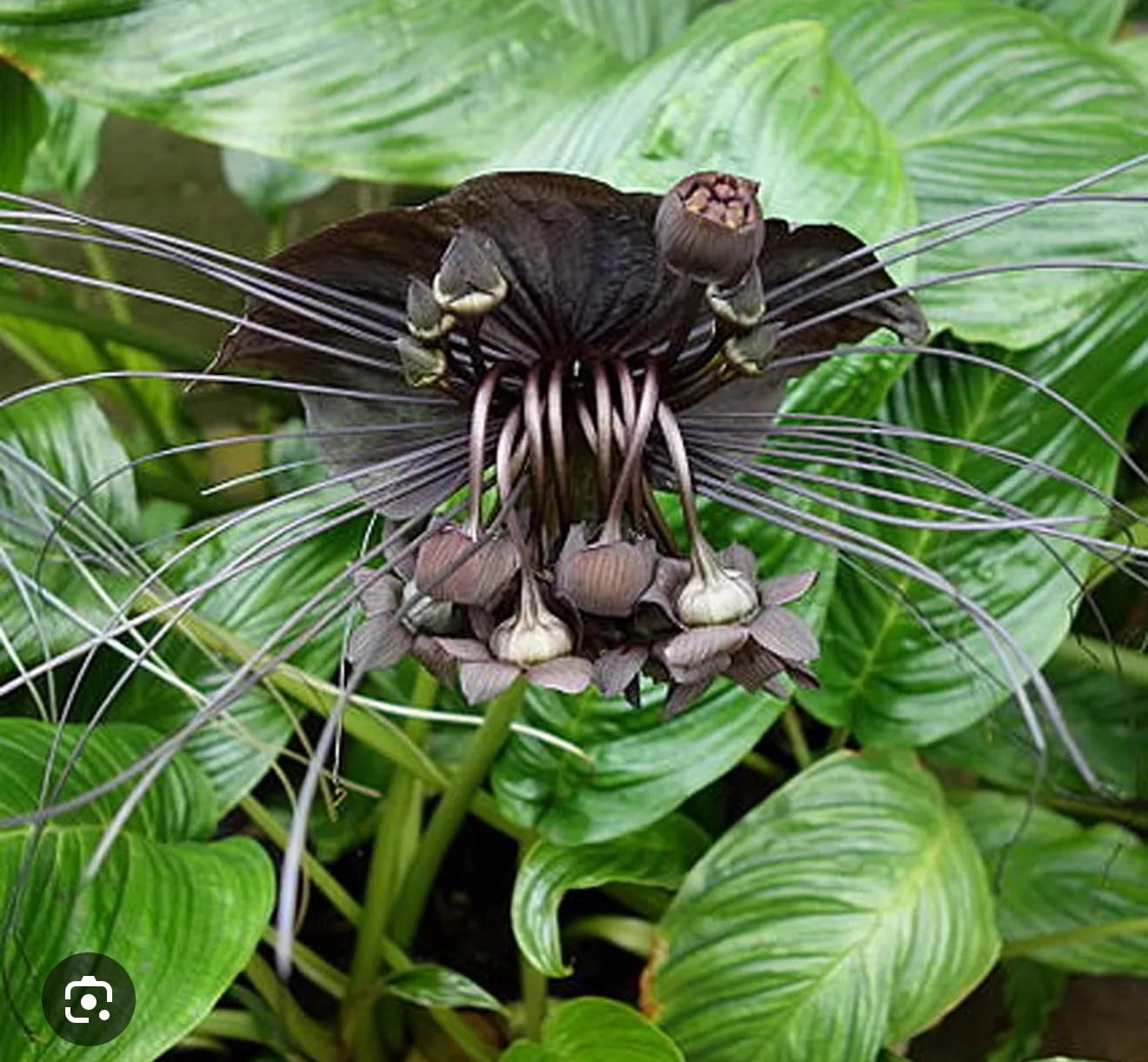 Live Plant - Black Bat Flower-Tacca Chantrieri-Aka Black Lily-Small Rooted Starter Plant