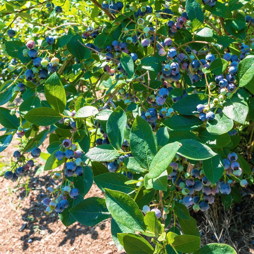 Mixrug 500+ Blueberries Seeds Organic-Heirloom Blueberry Seeds Non GMO Fruit Tree Seed-Dwarf Blue Berries Heirloom Berry Seed Easy to Grow for Planting Outdoors