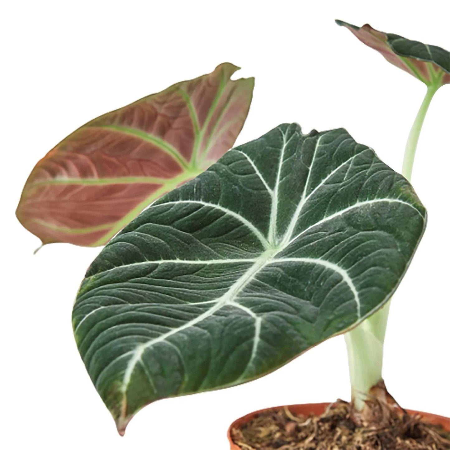 Alocasia Reginula 'Black Velvet' | Live Plant for Indoor & Outdoor | for Living Room, Office, Bathroom | (4" Pot)