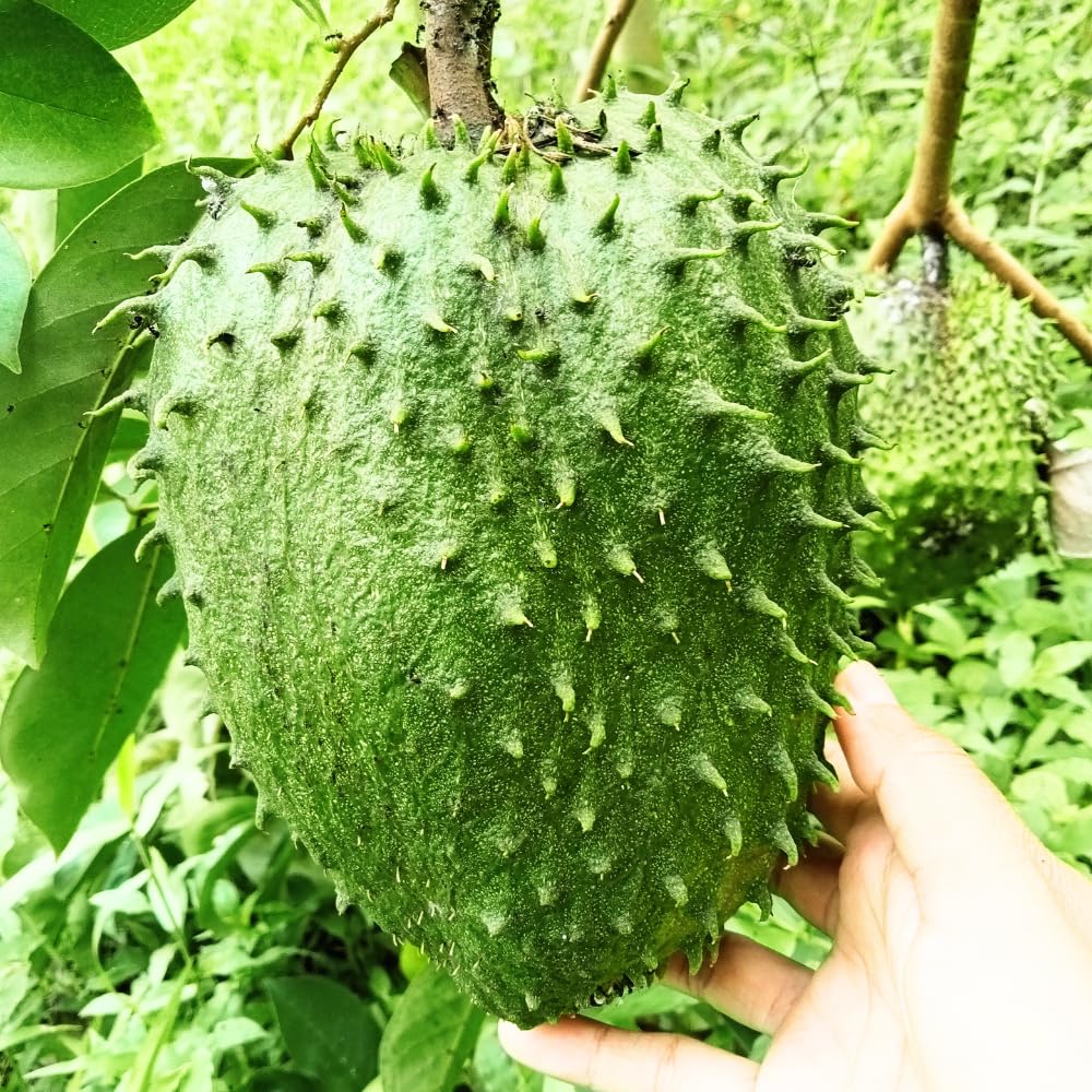 Sweet Giant Soursop Tree Live Plants, 2 Year Old Annona Muricata Guanabana Trees, 3 Gallon Pot, 2 to 3 Feet Tall for Outdoor Garden, No Ship to CA
