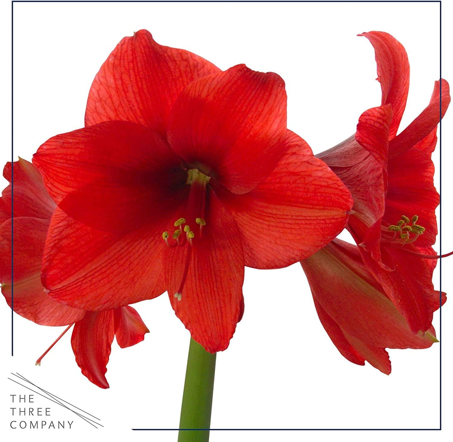 Waxed Amaryllis Bulb – Red Wax with Red Blooms – Live Holiday Gift Plant, Easy Care, No Watering Needed