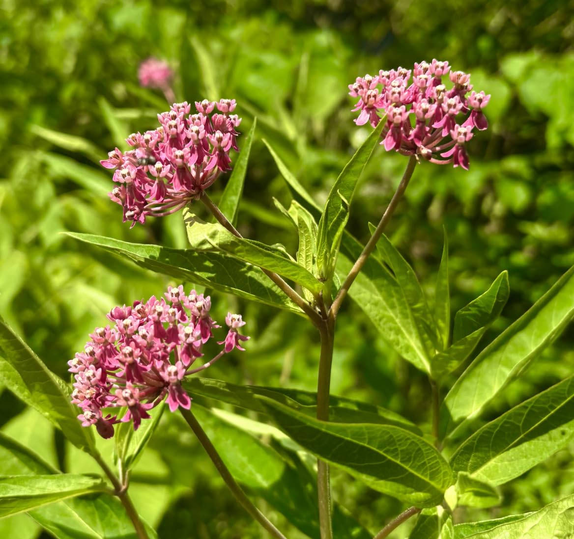 Swamp Milkweed 6 Live Plants (Asclepias incarnata) – Native Perennial Wildflower for Pollinator & Rain Gardens, Attracts Monarch Butterflies, Ideal for Wet Areas, Full Sun Landscaping Plant