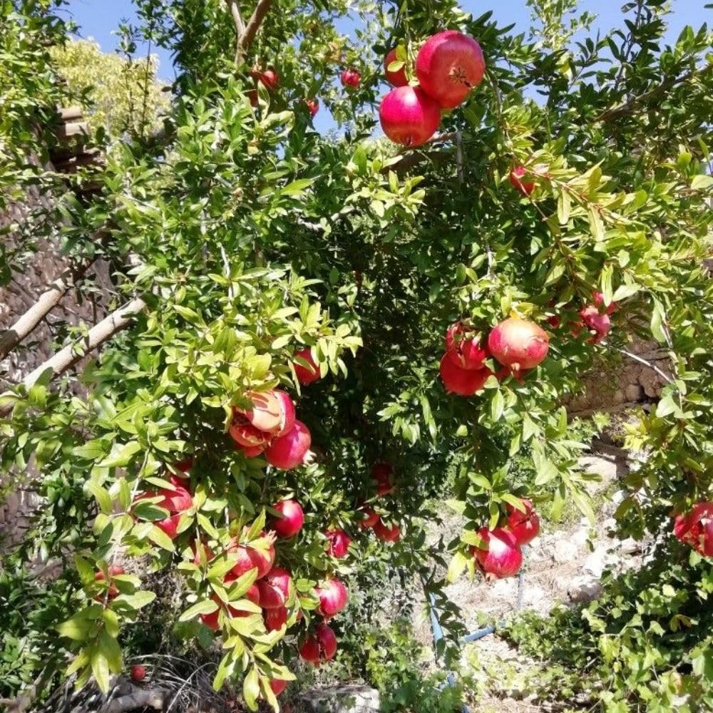 Sweet Pomegranate Live Plant 8-10 Incch Tall, 4 Inches Pot, Red Pomegranate Plants Live, Edible Fruit Bearing Tree for The Patio and Garden