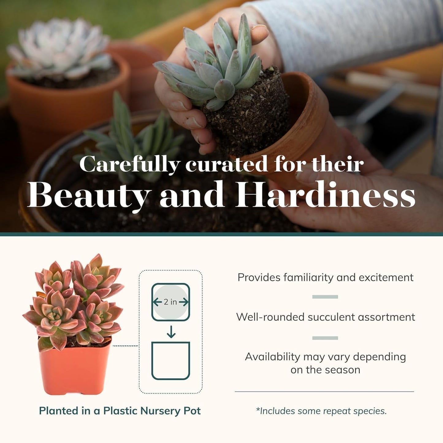 Shop Succulents Spring Beauties Bulk Succulent Plant Pack – Live Mini Succulent Plants, Bright Colorful Mix, Easy Care Houseplants – Gardening, Terrariums, Gifts & Party Favors, 2" Pots