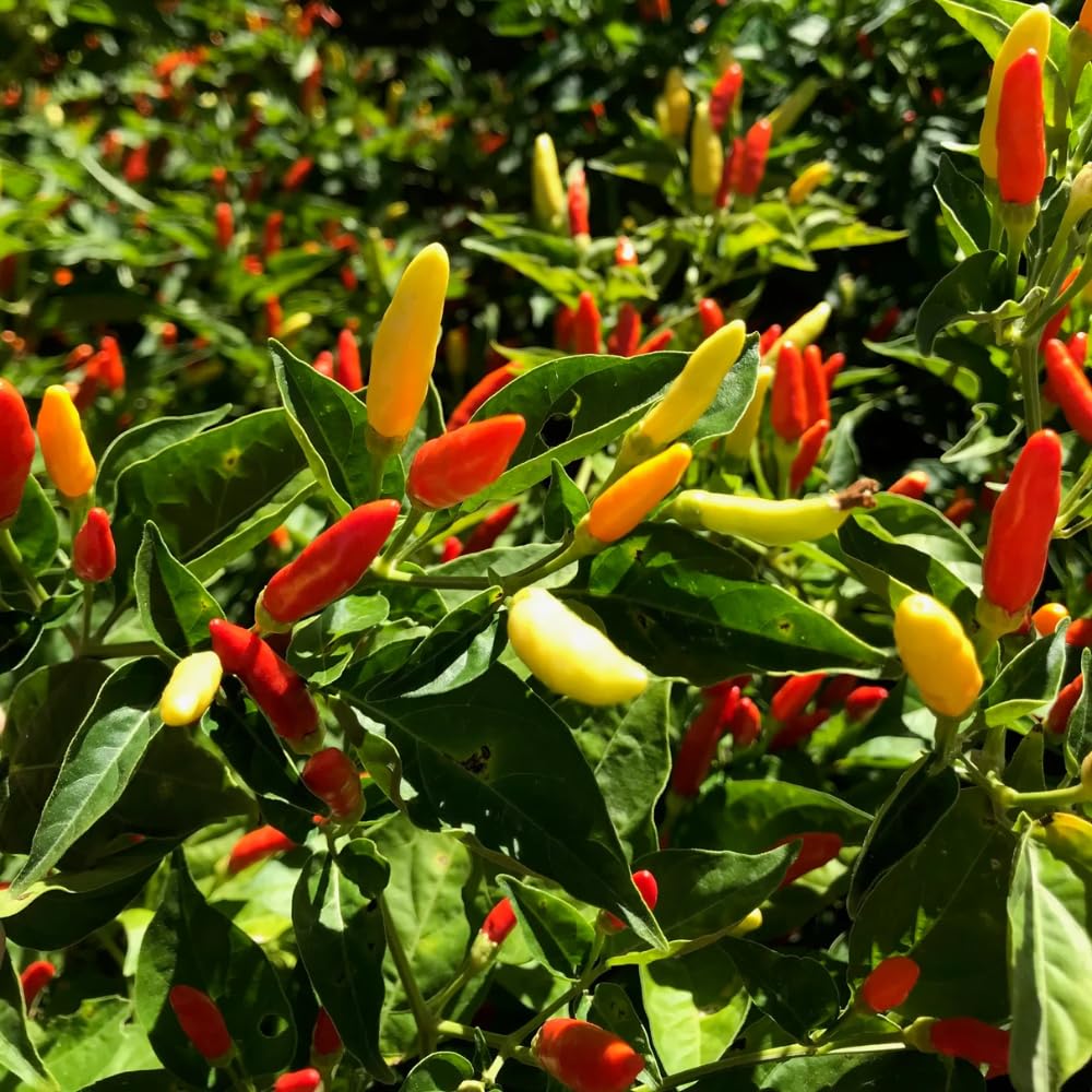 Pepper Plants Live for Planting, in 4" Pot, Hot Chili Pepper for Indoor and Outdoor Growing (Medium Hot Pepper)