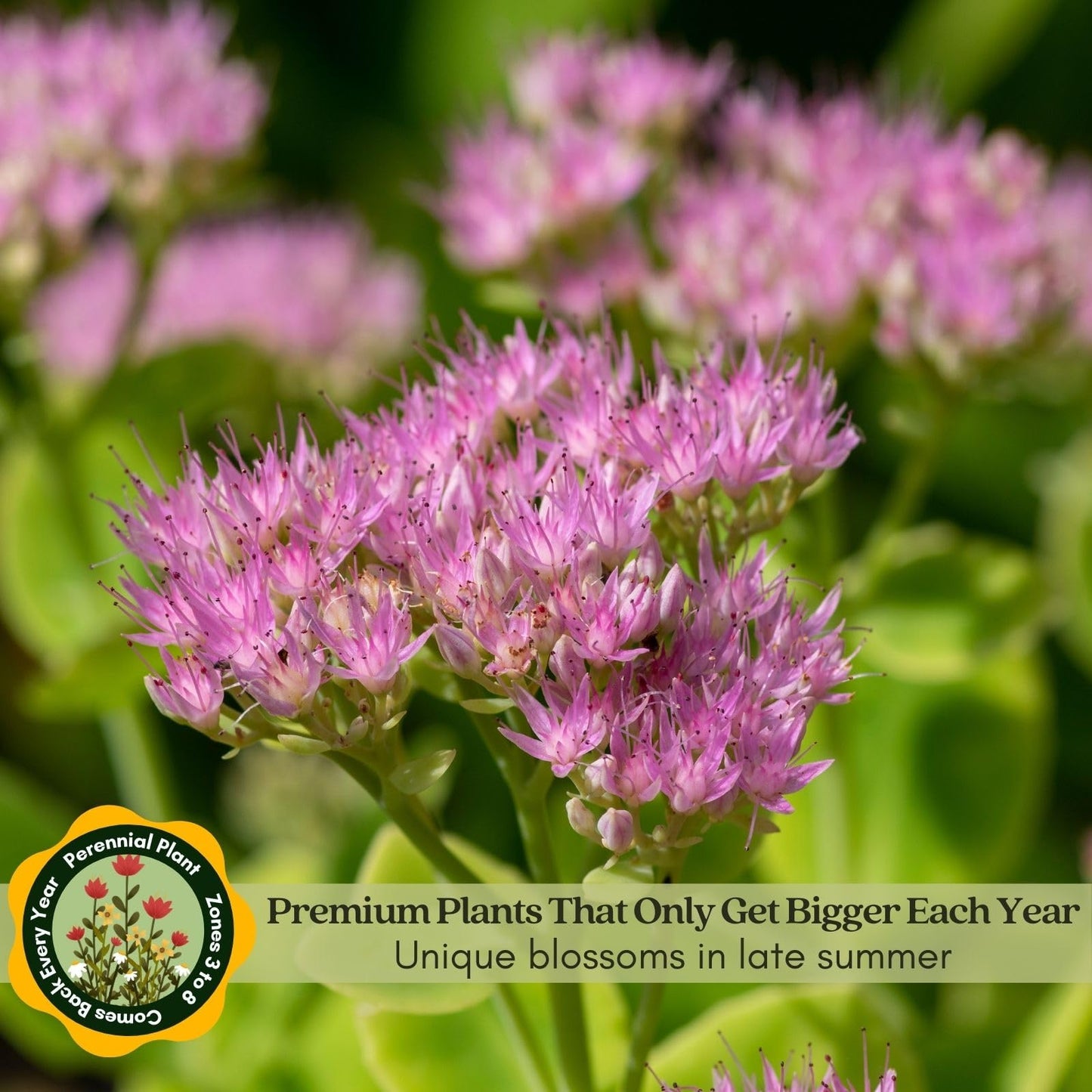 Clovers Garden Sedum Autumn Joy Plants – Two (2) Live Plants – Non-GMO - Not Seeds - Each 4" to 8" Tall – in 4" Inch Pots – Perennial, Pollinator Friendly