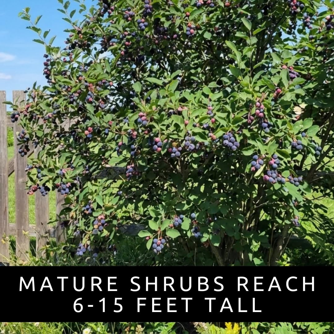 2 Downy Serviceberry Bush Plants for Growing - (Amelanchier arborea) Juneberry Bushes (2 Seedlings) - Hardy Edible Berry Shrubs for Backyard Gardens, Pollinator-Friendly, White Flowers