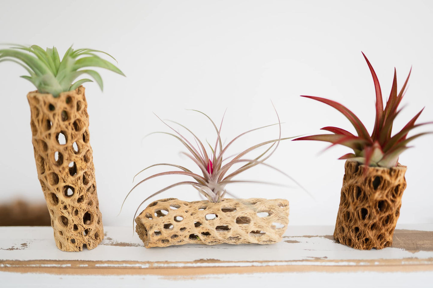 Air Plant Shop 5 Pack 3 Inch Cholla Cactus Holders with Assorted Air Plants- Wholesale and Bulk - Succulents - Live Tillandsia - Easy Care Indoor and Outdoor House Plants